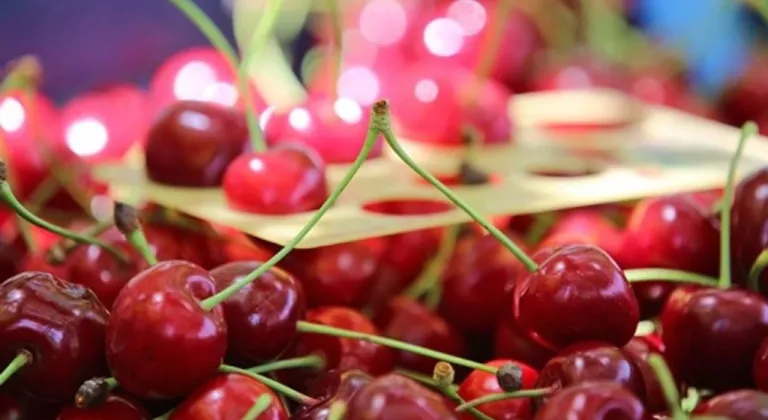 Japonya’da 2026 Mesaisi Rekorla Başladı: Tanesi 7 Bin 100 TL’ye Kiraz!
